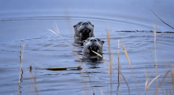 The Little-Known Story Of River Otters In Nebraska And How They’re Making A Big Comeback