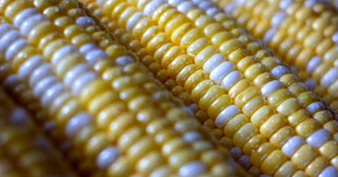 Few People Know The Real Reason Behind Nebraska Becoming The Corn Capital Of The World