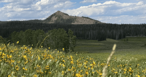 This Moderate 5.5-Mile Trail In Colorado Is Covered In Wildflower Blooms In The Springtime