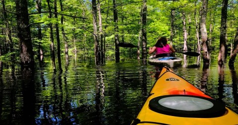 Plot A Course For Great Blue Herons And Beavers On This Wild Arkansas Paddling Adventure