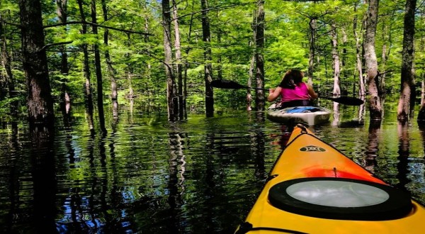 Plot A Course For Great Blue Herons And Beavers On This Wild Arkansas Paddling Adventure