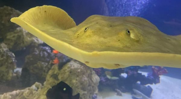 Pregnant Stingray In North Carolina Mountain Aquarium Despite Lack of Male Partner