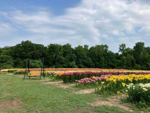 You Can Cut Your Own Flowers At The Festive Lone Star Flower Farm In Texas