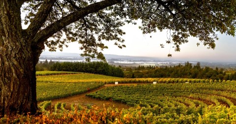 These Award-Winning Wineries, Breweries, And Distilleries In The United States Are Truly Spectacular