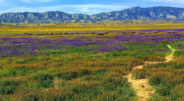This Easy 1.7-Mile Trail In Southern California Is Covered In Wildflowers In The Springtime