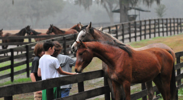 Visit The Heart of Horse History In Florida With Farm Tours of Ocala