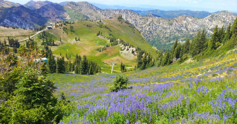 The Incredible Flower Road Trip Through Utah Is The Ultimate Spring Adventure