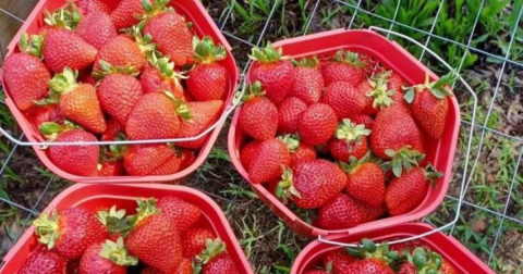 The Incredible Farm In Virginia Where You Can Pick Buckets Of Berries