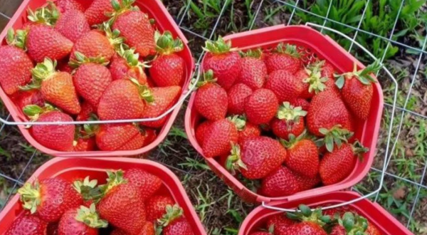 The Incredible Farm In Virginia Where You Can Pick Buckets Of Berries