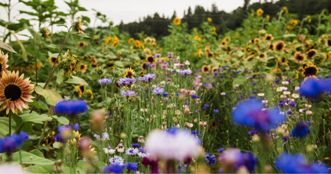 The Incredible Flower Road Trip Through Washington Is The Ultimate Spring Adventure