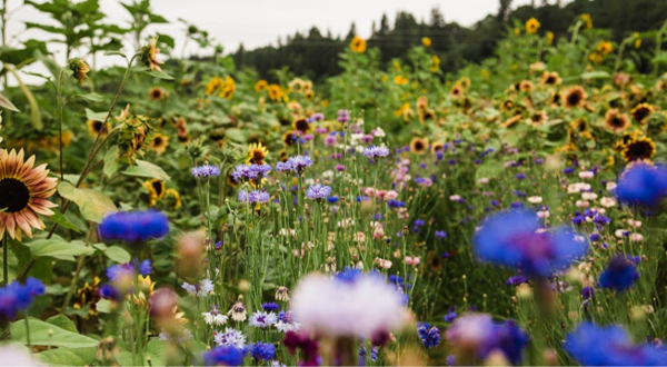 The Incredible Flower Road Trip Through Washington Is The Ultimate Spring Adventure