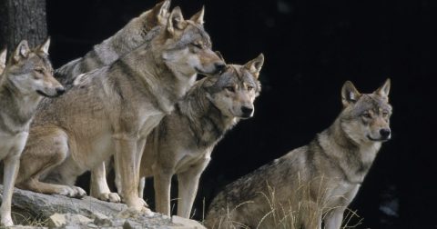The Little-Known Story Of Wolves In Oregon And How They're Making A Big Comeback