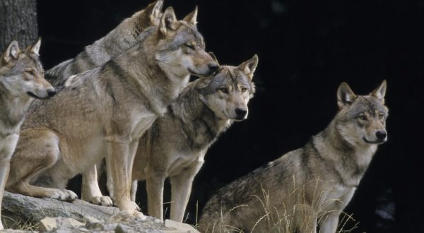 The Little-Known Story Of Wolves In Oregon And How They’re Making A Big Comeback