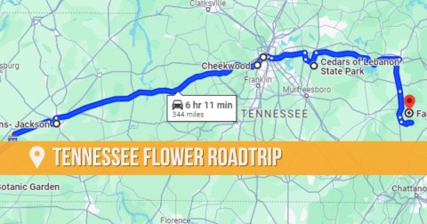The Incredible Flower Road Trip Through Tennessee Is The Ultimate Spring Adventure