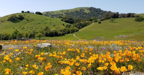 This Easy 3.4-Mile Trail In Northern California Is Covered In Wildflower Blooms In The Springtime