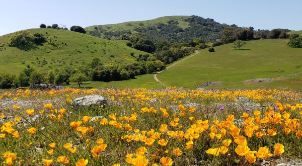 This Easy 3.4-Mile Trail In Northern California Is Covered In Wildflower Blooms In The Springtime