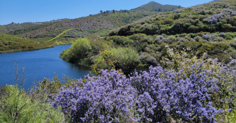 Take A Springtime Stroll Around This Southern California Lake Surrounded By Lilacs