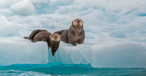 Did You Know That Alaska Is Home To 90 Percent Of The World’s Sea Otters?