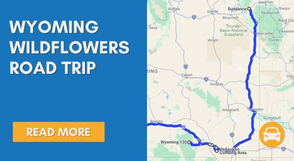 The Incredible Flower Road Trip Through Wyoming Is The Ultimate Spring Adventure