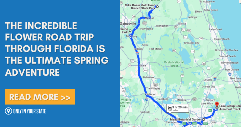 The Incredible Flower Road Trip Through Florida Is The Ultimate Spring Adventure