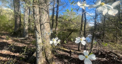 We Took A Magical Spring Walk In Alabama At The New Trail At Wheeler National Wildlife Refuge