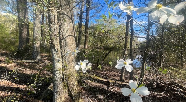 We Took A Magical Spring Walk In Alabama At The New Trail At Wheeler National Wildlife Refuge