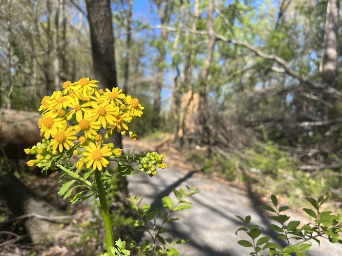 A close up of wildflowers along the new hiking and biking trail at Wheeler National Wildlife Refuge in Decatur, Alabama.