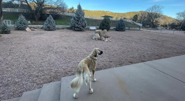 Your Dog Will Be Living Their Best Life At This Pet-Friendly Airbnb In Arizona