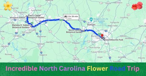 flower road trip in North Carolina