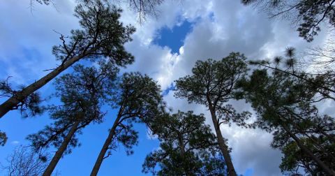 Discover 400-Year-Old Longleaf Pine Trees At Weymouth Woods Sandhills Nature Preserve In North Carolina