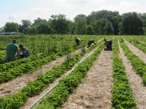The Incredible Farm In Illinois Where You Can Pick Buckets Of Berries