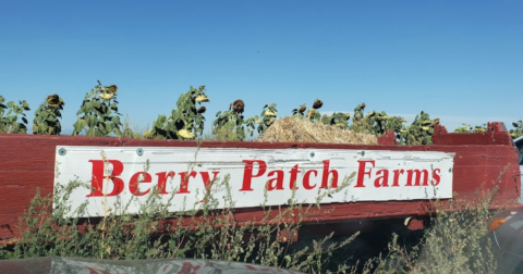 The Incredible Farm In Colorado Where You Can Pick Buckets Of Berries