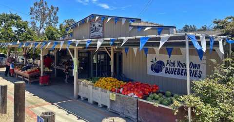 The Incredible Farm In Southern California Where You Can Pick Buckets Of Berries