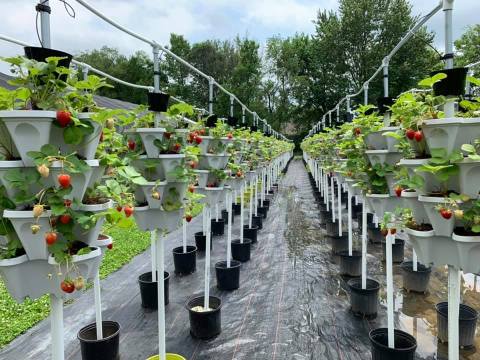 The Incredible Farm In Indiana Where You Can Pick Buckets Of Berries