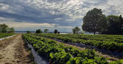 The Incredible Farm In Maryland Where You Can Pick Buckets Of Berries