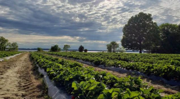 The Incredible Farm In Maryland Where You Can Pick Buckets Of Berries