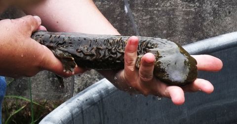 The Endangered Salamander Native To Indiana Experts Are Trying Hard To Restore