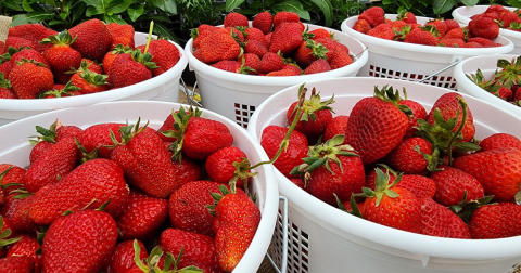 The Incredible Farm In Ohio Where You Can Pick Buckets Of Berries