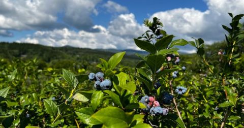 The Incredible Farm In Vermont Where You Can Pick Buckets Of Berries 
