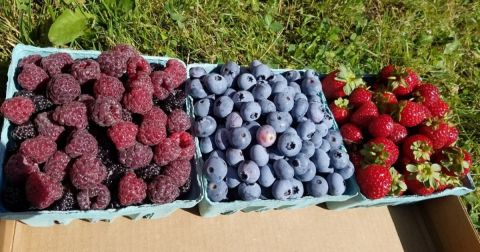 The Incredible Farm In Maine Where You Can Pick Buckets Of Berries