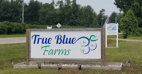 The Incredible Farm In Michigan Where You Can Pick Buckets Of Berries