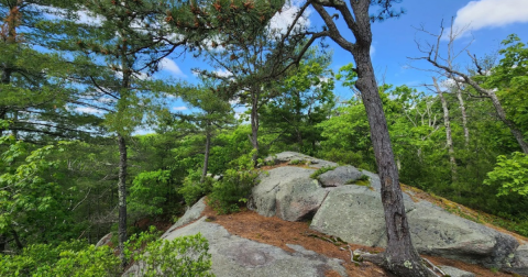 The Scenic Hike Through Wickaboxet Management Area In Rhode Island Winds Through A Lush Forest