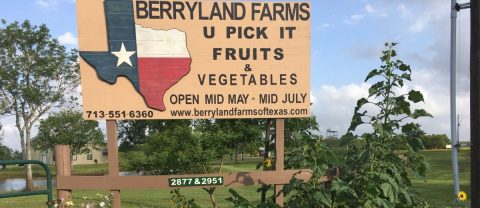 The Incredible Farm In Texas Where You Can Pick Buckets Of Berries