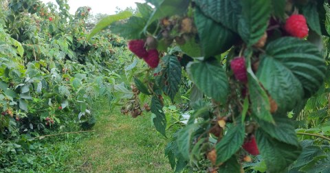 The Incredible Farm In Wisconsin Where You Can Pick Buckets Of Berries