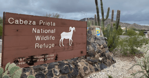 Explore Over 803,000 Acres Of Trails, Flora, and Fauna At Arizona's Otherworldly Cabeza Prieta National Wildlife Refuge